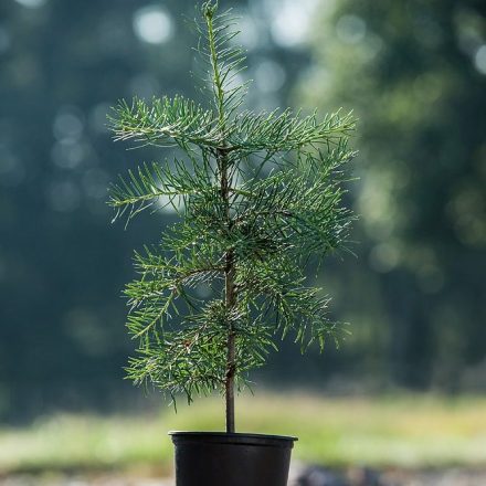 Foto Abies concolor var. glauca (Jedle ojíněná var. glauca)