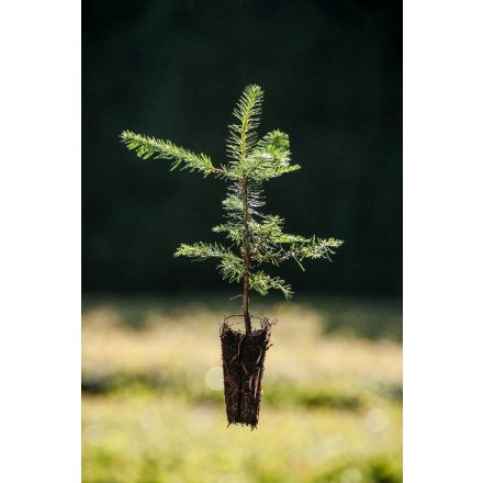 Miniatura Abies procera (Jedle vznešená) - Quick Pot