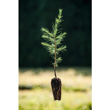 Miniatura Cedrus atlantica (Cedr atlaský) - QuickPot