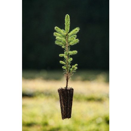 Miniatura Picea engelmannii (Smrk Engelmanův) - Quick Pot
