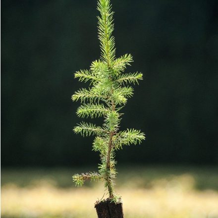 Foto Picea omorika (Smrk Pančičův)