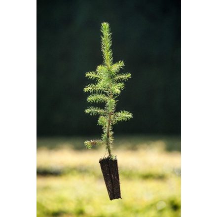 Miniatura Picea omorika (Smrk Pančičův) - Quick Pot
