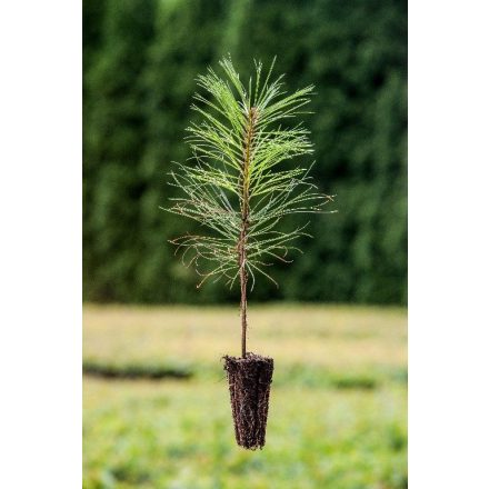 Miniatura Pinus ponderosa (Borovice těžká) - Quick Pot