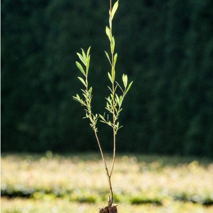 Foto Salix purpurea (Vrba nachová)