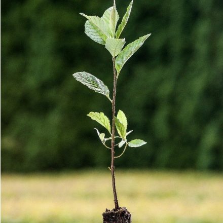 Foto Sorbus aria (Jeřáb muk)