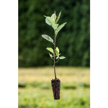 Miniatura Sorbus aria (Jeřáb muk) - Quick Pot (QP)