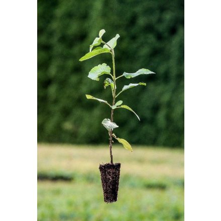 Miniatura Viburnum lantana (Kalina tušalaj) - Quick Pot (QP)