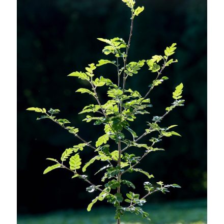 Foto Sorbus aucuparia Burka (Jeřáb ptačí Burka)