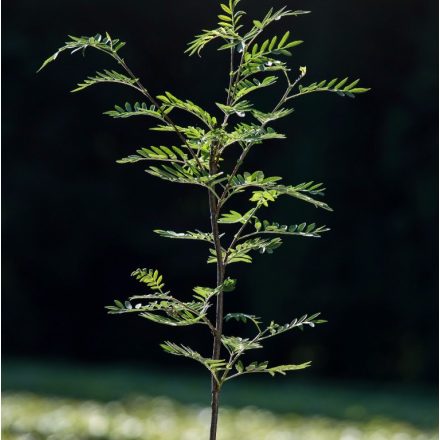 Foto Sorbus aucuparia Konzentra (Jeřáb ptačí Konzentra)