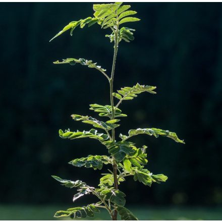 Foto Sorbus aucuparia Titan (Jeřáb ptačí Titan)