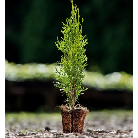 Foto Thuja occidentalis Smaragd (Zerav západní Smaragd)