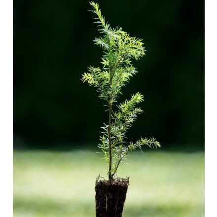 Foto Tsuga heterophylla (Jedlovec různolistý)