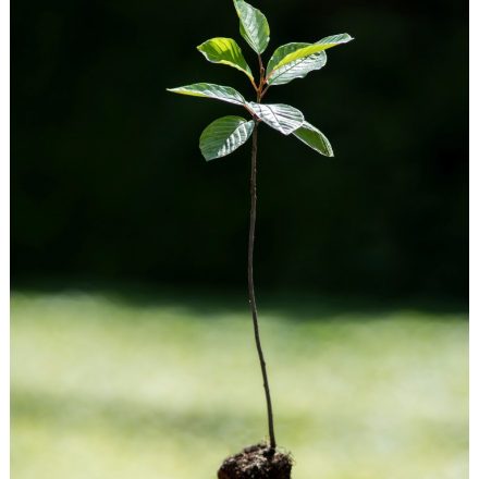 Foto Rhamnus frangula (Krušina olšová)