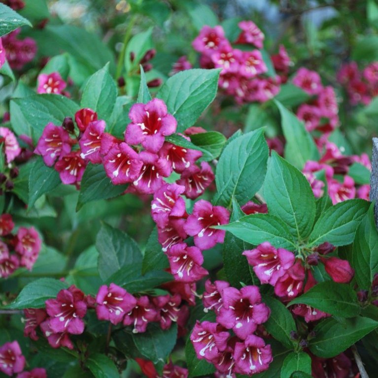 Foto Weigela florida (Vajgélie květnatá)