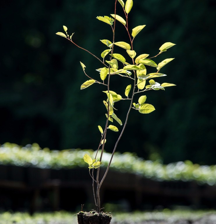Foto Amelanchier lamarckii (Muchovník Lamarckův)