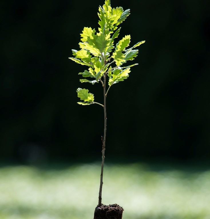 Foto Quercus pubescens (Dub pýřitý)