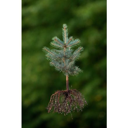 Miniatura - Picea pungens f. glauca (Smrk pichlavý f. glauca) - prostokořenný