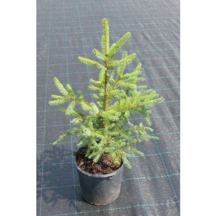 Miniatura - Picea pungens f. glauca (Smrk pichlavý f. glauca) - kontejner 5 l