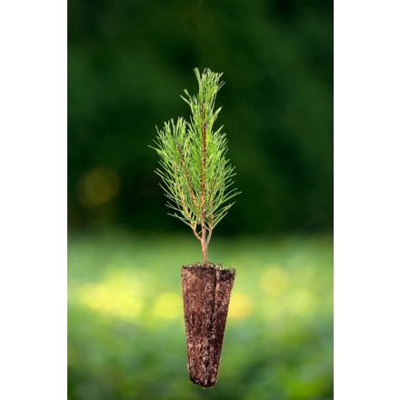 Miniatura - Pinus mugo (Borovice kleč) - QuikPot (QP)