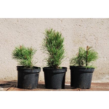 Miniatura - Pinus mugo (Borovice kleč) - kontejner 5 l