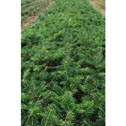 Miniatura - Abies bornmulleriana (Jedle Bornmullerová) - prostokořenná