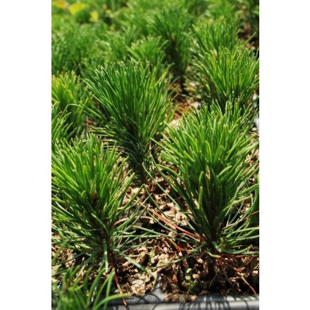 Miniatura - Pinus mugo ssp. pumilio (Borovice kleč ssp. pumilio) - QuickPot (QP)