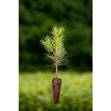 Miniatura - Pinus nigra (Borovice černá) - QuickPot (QP)