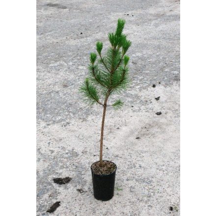 Miniatura - Pinus nigra (Borovice černá) - kontejner 3 l