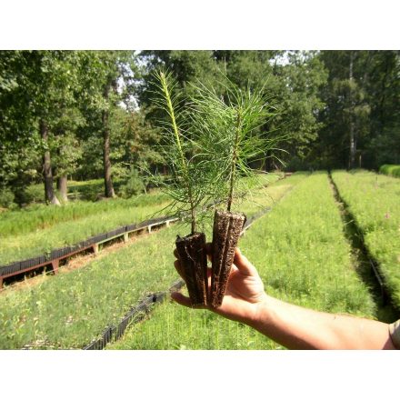 Miniatura - Pinus nigra (Borovice černá) - QuickPot (QP)