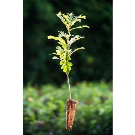 Miniatura - Quercus cerris (Dub cer) - QuickPot (QP)