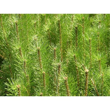 Miniatura - Pinus sylvestris (Borovice lesní) - prostokořenná