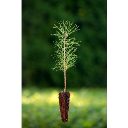 Miniatura - Pinus sylvestris (Borovice lesní) - QuickPot (QP)