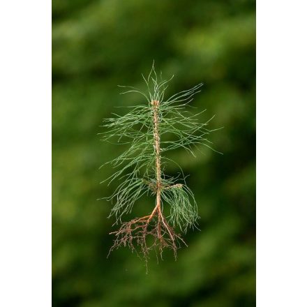 Miniatura - Pinus sylvestris (Borovice lesní) - prostokořenná