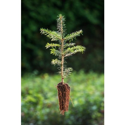 Miniatura - Abies bornmulleriana (Jedle Bornmullerová) - QuickPot (QP)