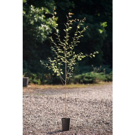 Miniatura - Populus tremula (Topol osika) - Bowmont 1,6 l (BM)
