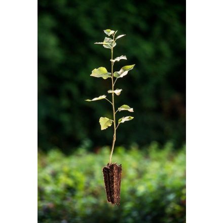 Miniatura - Populus tremula (Topol osika) - QuickPot (QP)