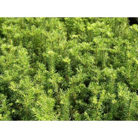 Miniatura - Pseudotsuga menziesii