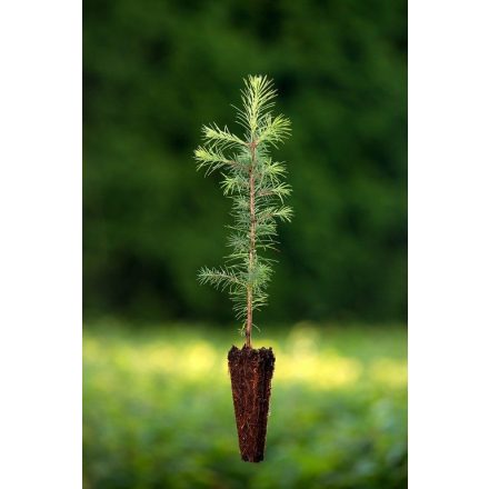 Miniatura - Pseudotsuga menziesii (Douglaska tisolistá) - QuickPot (QP)