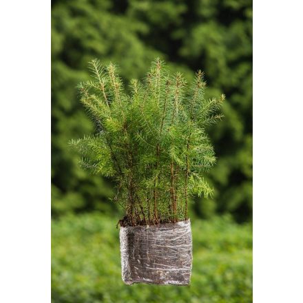 Miniatura - Pseudotsuga menziesii (Douglaska tisolistá) - QuickPot (QP)