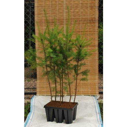Miniatura - Pseudotsuga menziesii (Douglaska tisolistá) - Bowmont 1,6 l (BM)