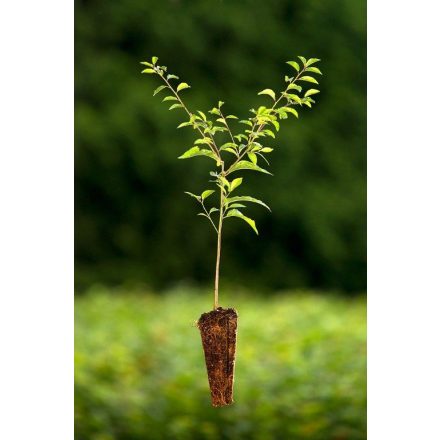 Miniatura - Prunus spinosa (Trnka obecná) - QuickPot (QP)