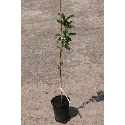 Miniatura - Prunus padus (Střemcha obecná) - kontejner 3 l