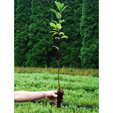 Miniatura - Prunus padus (Střemcha obecná) - QuickPot (QP)