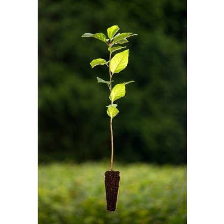 Miniatura - Prunus avium (Třešeň ptačí) - QuickPot (QP)