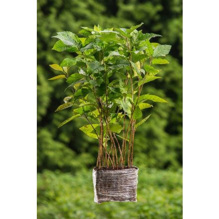Miniatura - Prunus avium (Třešeň ptačí) - QuickPot (QP)