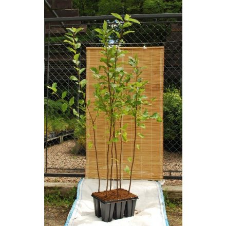 Miniatura - Prunus avium (Třešeň ptačí) - QuickPot 1,6 l (QP)