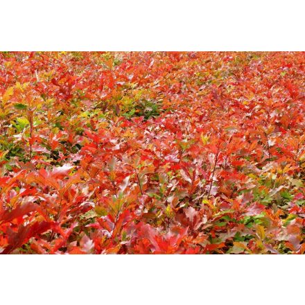 Miniatura - Quercus rubra (Dub červený) - prostokořenný