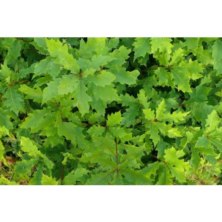 Miniatura - Quercus rubra