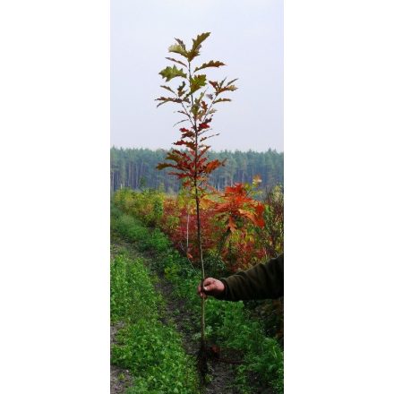 Miniatura - Quercus rubra (Dub červený) - prostokořenný