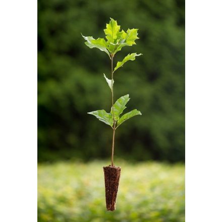 Miniatura - Quercus rubra (Dub červený) - QuickPot (QP)